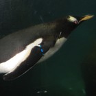 Picture for song 'REVOLUTION.mp3' by artist 'ZZAFTY'