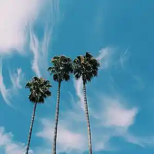 Picture for song 'Brocky' by artist 'Jeqish'