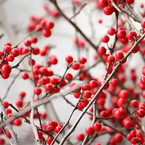 Picture for song 'Armaggedon' by artist 'P.R Beats'