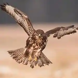 Picture for song 'the buzzard' by artist 'Roger Betts'