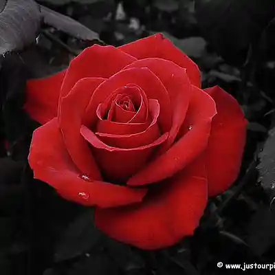 Picture for song 'Anything For You - (.99 Demo DL)' by artist 'XavBeatz'