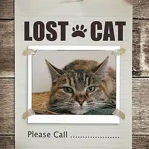 Picture for song '711 Lost Cat' by artist 'JoshPranks'