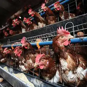 Picture for song 'The Chicken' by artist 'Re-Lease2'