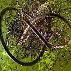 Picture for song 'Lightly' by artist 'Evgeni'