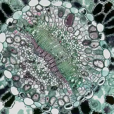 Picture for song 'Theccla' by artist 'InterCorpus'