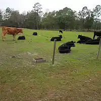 Picture for song 'musicComp unlikely duo' by artist 'JimRoss'