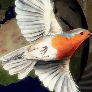 Picture for song 'Like A Freebird' by artist 'Tony Cunha'