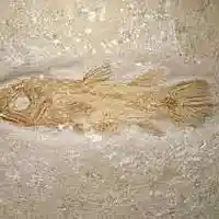 Picture for song 'last fish (2015 remake)' by artist 'Bram cools'