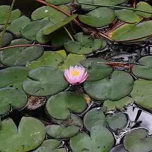 Picture for song 'Medecine' by artist 'Buxy B'