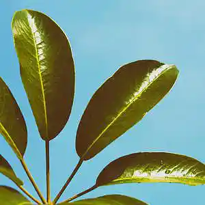 Picture for song 'Without You' by artist 'P.R Beats'