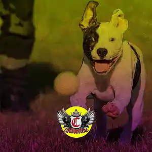 Picture for song 'PERSECUTION (Kodak Black Dababy Type Beat 2022)' by artist 'Chorderline'