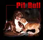 Picture for song 'Jay B' by artist 'GTown Artist and feat'