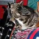 Picture for song 'Abbey's Blues' by artist 'Open Heart Trouble'