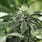 Picture for song '*Midwest Banga* Crud' by artist 'Simply Complex Music'