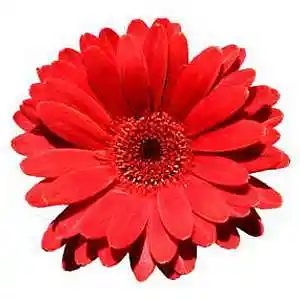 Picture for song 'One Love, One People, Now!' by artist 'Los Bandaritos'