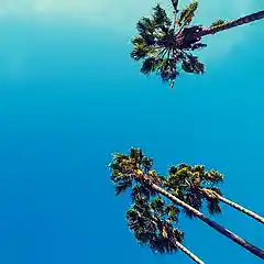 Picture for song 'Beat 2268 Club Banger (Ascending)' by artist 'Yellow Bird'