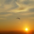 Picture for song 'Peace Of Mind | - SOLD -' by artist 'A100DRUMZ'