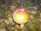 Picture for song '_..rufts aus dem Wald.mp3' by artist 'Bright Sign'