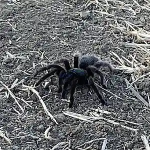 Picture for song 'Temparada de Aranas' by artist 'Gagmesharkoff'