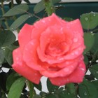 Picture for song 'La Vie En Rose' by artist 'Larry Whitler'