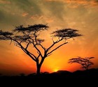 Picture for song 'Under African Skies' by artist 'Lavallin'