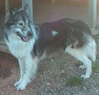 Picture for song 'Indain raw' by artist 'LIMAGE ENTERTAINMENTS'