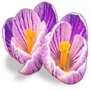 Picture for song 'Krokusdans (Crocus Dance) 885549' by artist 'Liontune'