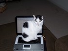 Picture for song 'Miles Below' by artist 'My Cats Pet'