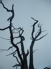 Picture for song 'Sweet Lonliness 1 240738' by artist 'Owen Nestor'