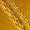 Picture for song 'Corpus Christi Psalm' by artist 'Richard Bethell'