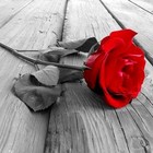 Picture for song 'Rose City Party NEW BEAT! YRT' by artist 'RoseCityGang Inc.'