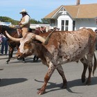 Picture for song 'tangled.mp3' by artist 'Slick Fingered Boozy Bruce'