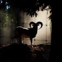 Picture for song 'While we sleep: the constructors of dreams' by artist 'The Serendipitous Cacophonies'