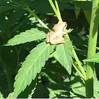 Picture for song 'back to the basics' by artist 'YoungD530'