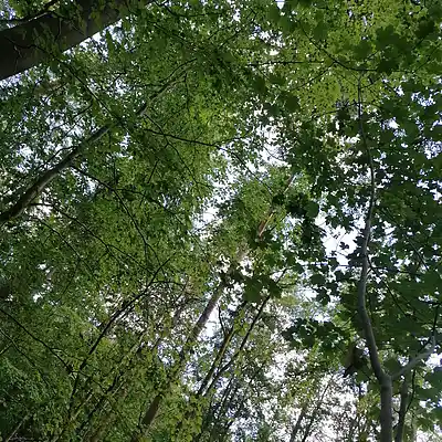 Picture for song '20240612_145303_perfect_fs' by artist '786 scheint-Al'lahs Bande'