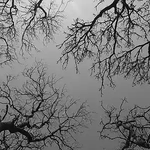 Picture for song 'polytropos epithet' by artist 'JimRoss'