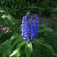 Picture for song 'the blue flower' by artist 'MikeSch'