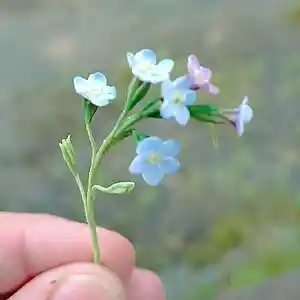 Picture for song 'Halfyear i saved your letter #Danilova #Paet #Dand' by artist 'Paet'