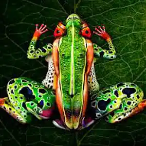 Picture for song 'Hop (ver 1)' by artist 'paul gorman and the hypnotist collectors'