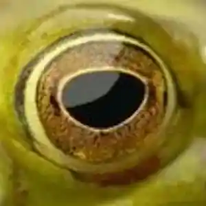 Picture for song 'baalmefisto+revolutiondwiremix' by artist 'SyntethicSymbiosis'