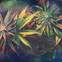 Picture for song 'Black out' by artist 'FLXbeats'