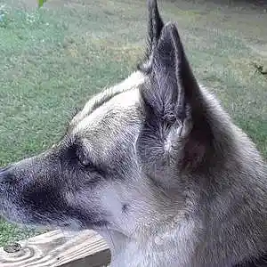 Picture for song 'Manna Brand Dog Food' by artist 'John Layne and the Aeon's Promise Band'