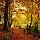 Picture for song 'Thoughts of Autumn' by artist 'Mark Wessels'
