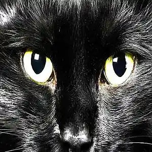 Picture for song 'Porn my luck' by artist 'Antonios Astropelekis the Greek'