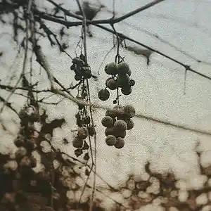 Picture for song 'Keep Swimming (prod Tim$elf)' by artist 'Tim Self'