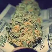 Picture for song 'bambino on da track hoe - trunk work' by artist 'BAMBINO on da track hoe'