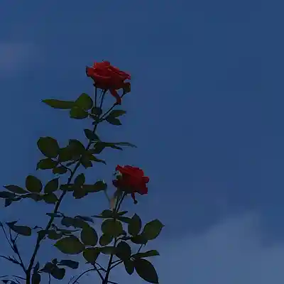 Picture for song 'Pensando en ti' by artist 'Yusepe'