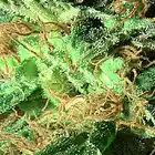 Picture for song 'Roll Through the Hood.mp3' by artist 'Dat Cracka Tuna - Krazy Kush Records'