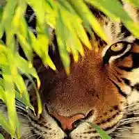 Picture for song 'Tiger' by artist 'Simple-Life-Beats'