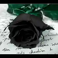 Picture for song 'Black Rose' by artist 'K Muzik'
